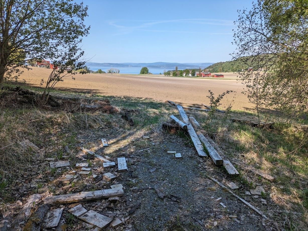 Skogskoie i lia sør for gårdstunet