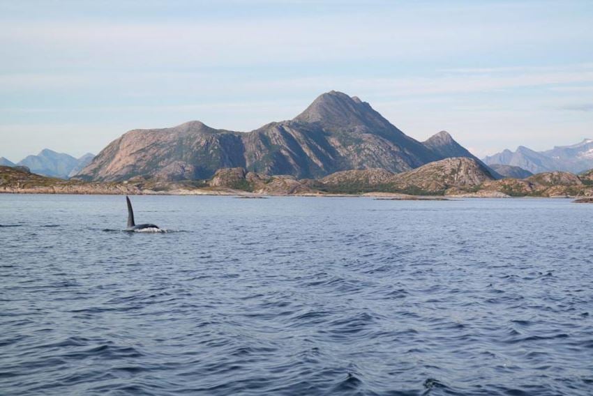 Hvalsafari i nærområdet