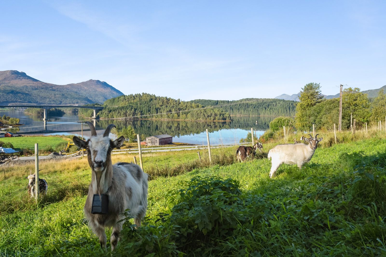 Beiteområde ved gårdstunet