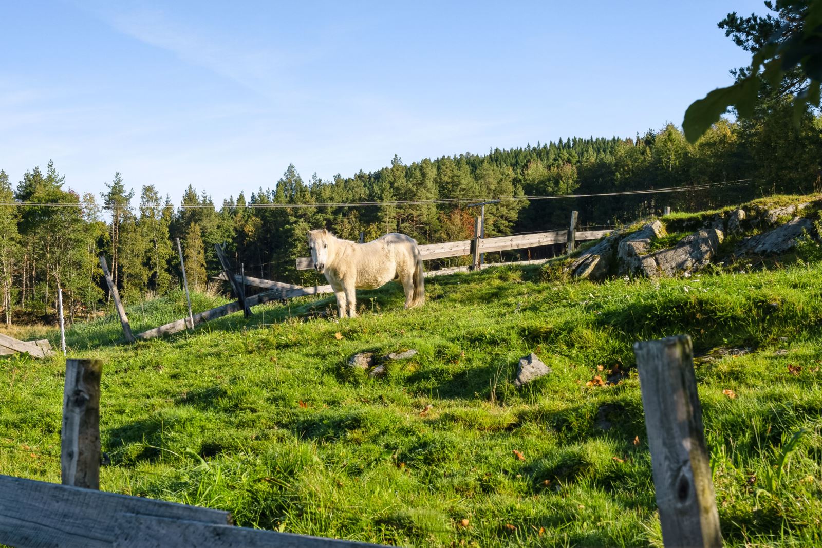 Beiteområde ved gårdstunet