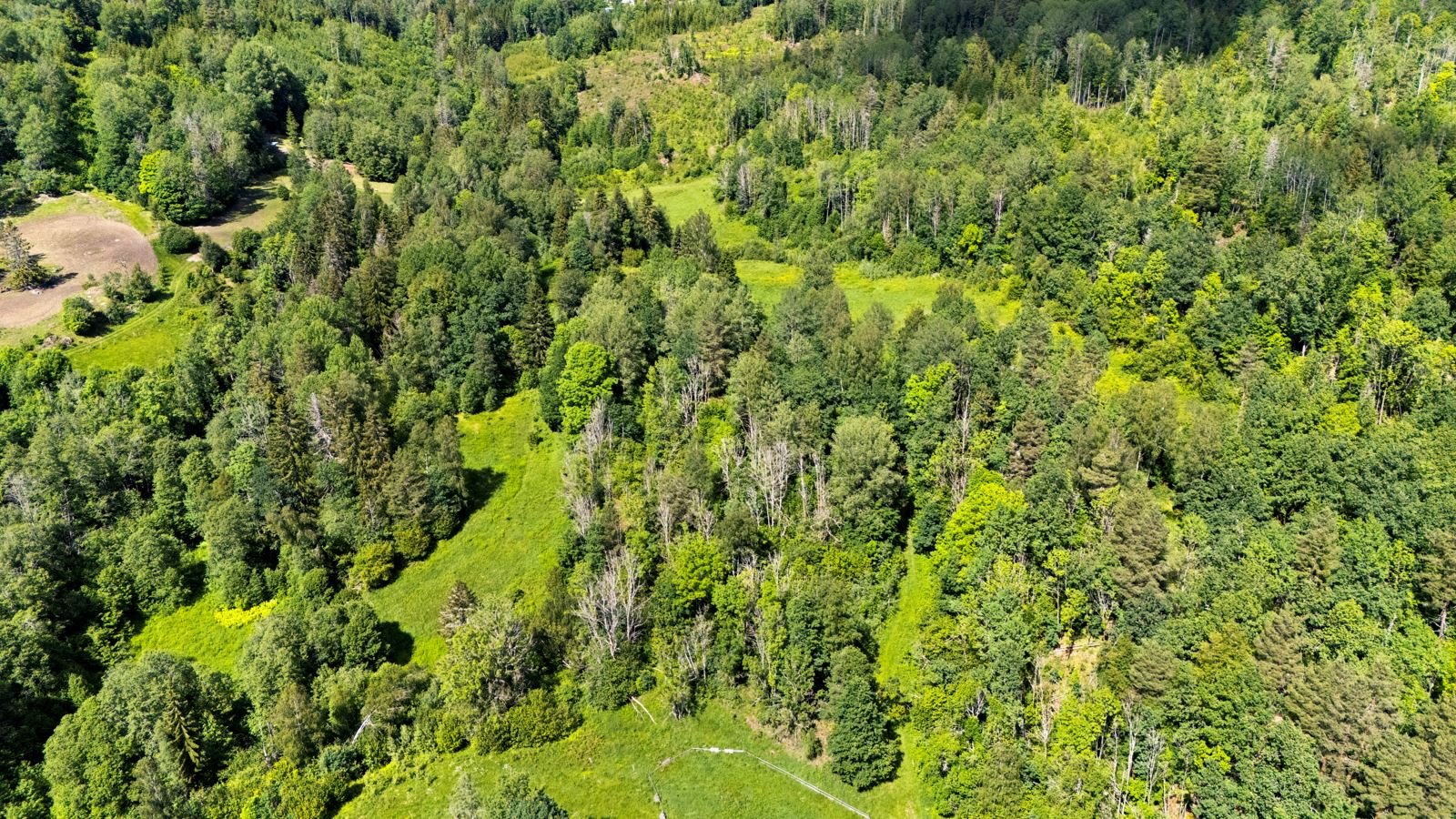 Dronebilde av skogen