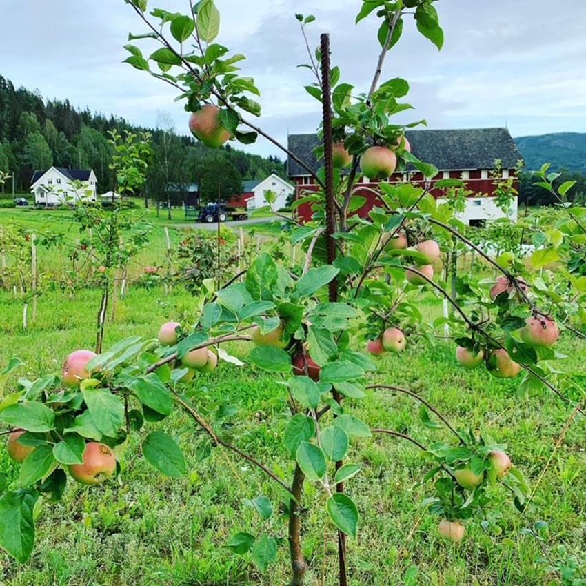 Selgers egne bilder, her av epletre i hagen. 