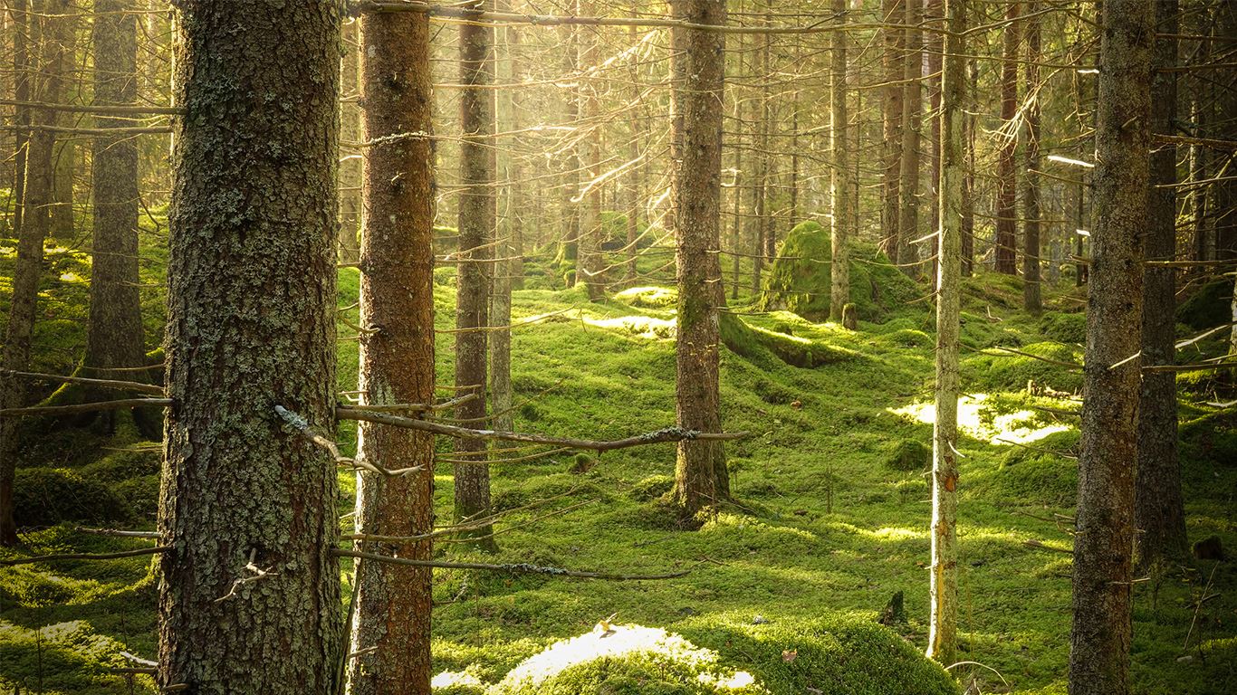 Skog